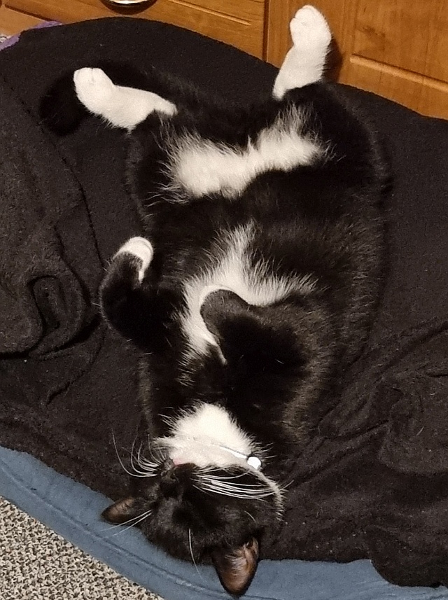 ../images/fotoalbum/katzen/2025-11-24 17.58.46